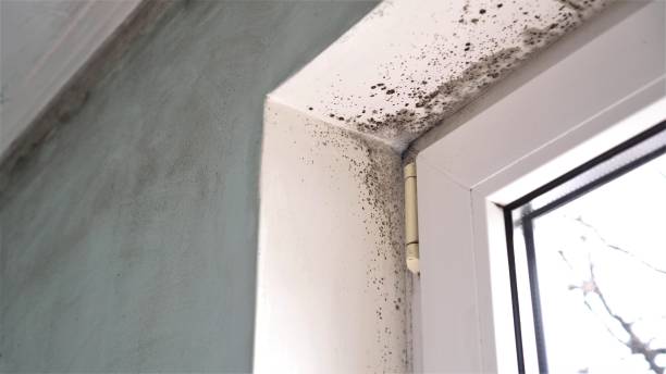 Mold Odor Removal Services in Wanamassa, NJ