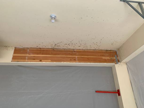 Best Post-Construction Mold Inspection  in Wanamassa, NJ
