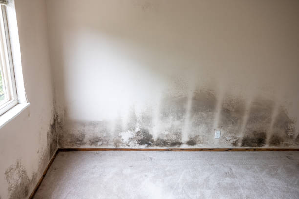 Best Air Quality Testing for Mold Spores  in Wanamassa, NJ