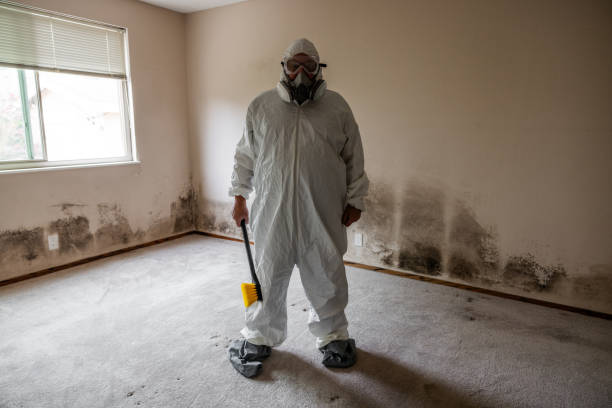 Best Basement Mold Removal  in Wanamassa, NJ